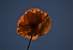 Poppy