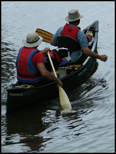 canoeing collie