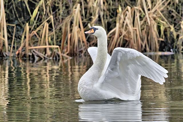 Having A Good Stretch