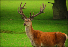 STAG