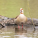 Egyptian goose Egyptian goose