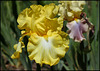 Iris Magical Moonlight (2)