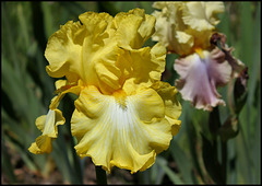Iris Magical Moonlight (2)