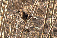 20150206 6804VRTw [D~SHG] Zaunkönig (Troglodytes troglodytes), Weser, Rinteln