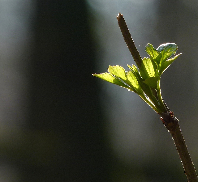 Der Frühling ist angekommen