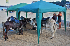 IMG 7588 Donkeys dpp hdr