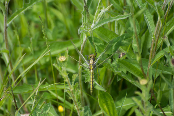 Black-tailed Skimmer - Black-tailed Skimmer DSA 0217-2