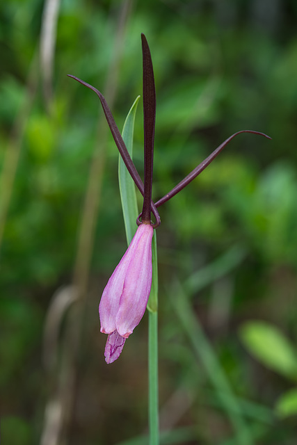 Cleistesiopsis divaricata (Large Rosebud orchid)