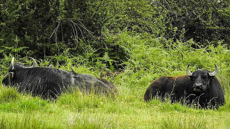 20190613 5150CPw [R~GB] Wasserbüffel, Wales