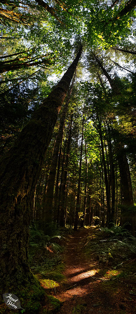 Fossili-Trail-vert-pano