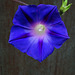 Ipomoea,Morning Clock