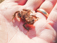 A tiny little toad I nearly stepped on, on the track through the woods