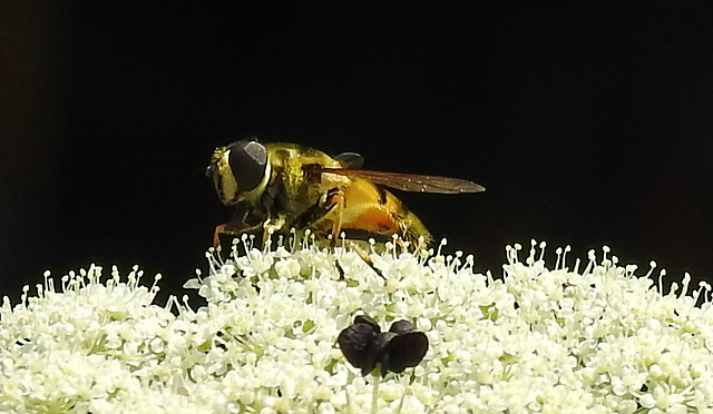 20210727 2058CPw [D~LIP] Totenkopf-Schwebfliege (Myathropa florea), Möhre (Daucus carota), Bad Salzuflen