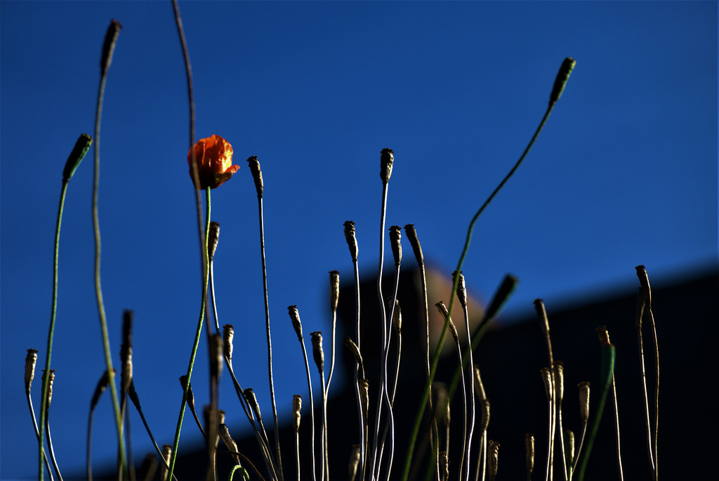Poppies