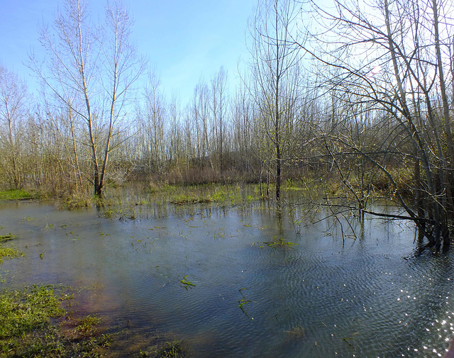 Le sous bois sous l'eau