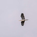 Heron Heron