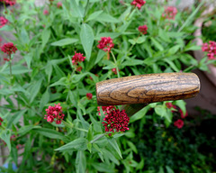 A Fork in the Red Valerian