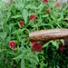 A Fork in the Red Valerian