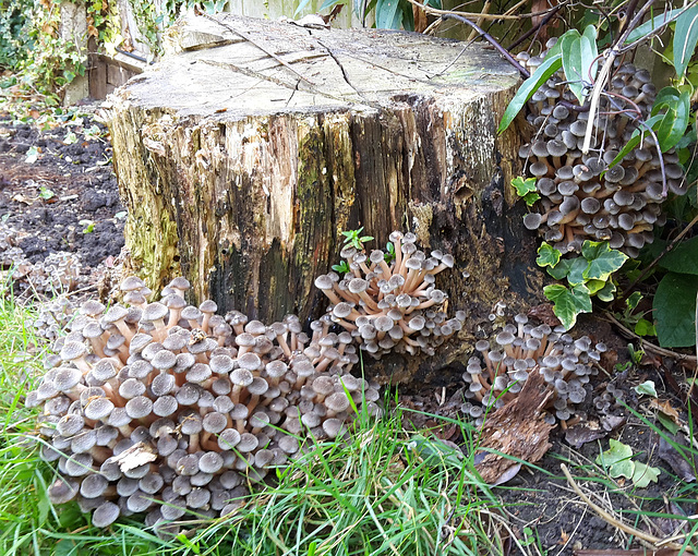 Honey fungus