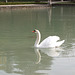 Swan (Hellbrunn Park)