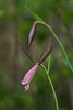 Cleistesiopsis divaricata (Large Rosebud orchid)