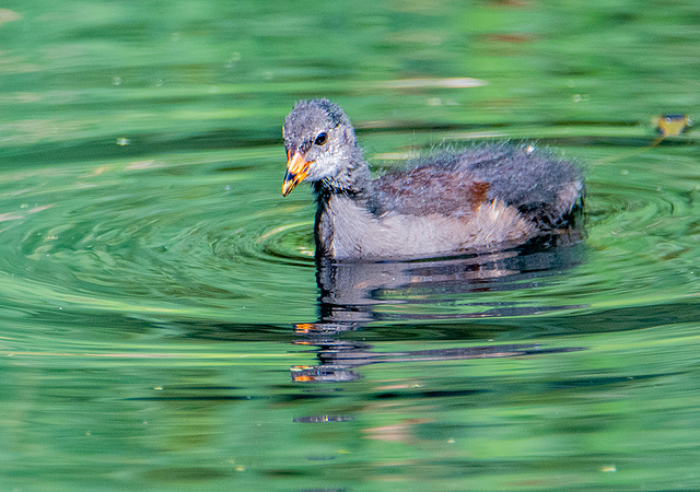 Young moorhen