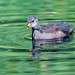 Young moorhen