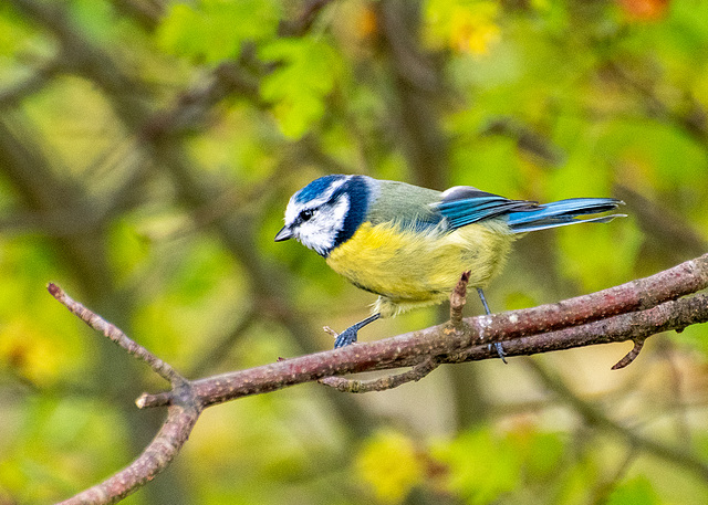 Blue tit.7jpg