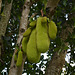 Uganda, Jackfruits