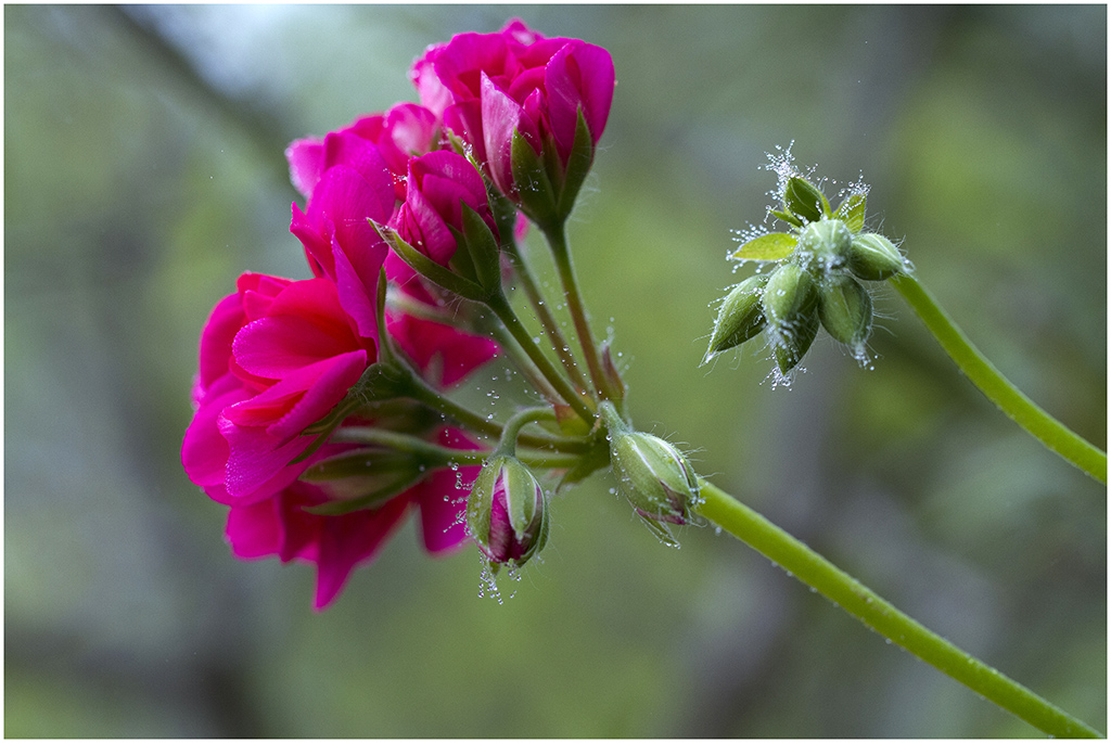 Parure matinale