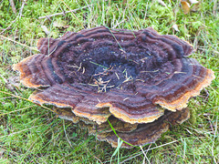 Dyer's Polypore