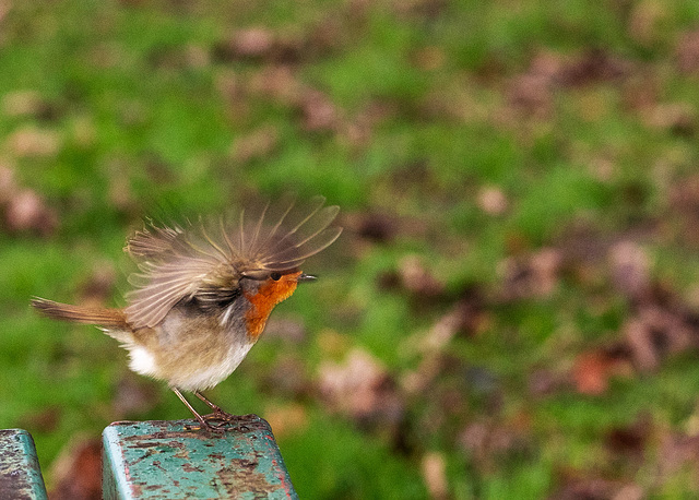 Wee Robin Taking off from a Picnic Table