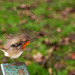 Wee Robin Taking off from a Picnic Table