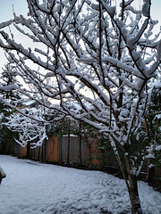 Cerezo bajo la nieve, 2