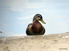 Duck Resting.