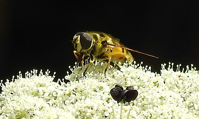 20210727 2059CPw [D~LIP] Totenkopf-Schwebfliege (Myathropa florea), Möhre (Daucus carota), Bad Salzuflen