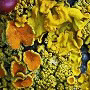 Xanthoria