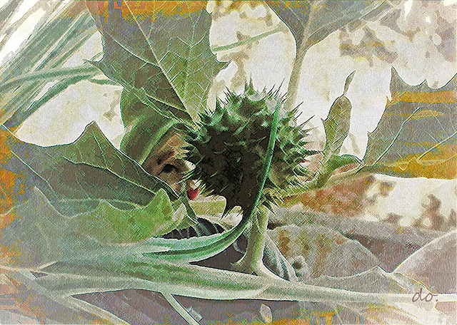 datura 20