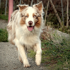 Berger Australien (Rouge merle, bicolore)