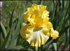 iris Magical Moonlight (4)
