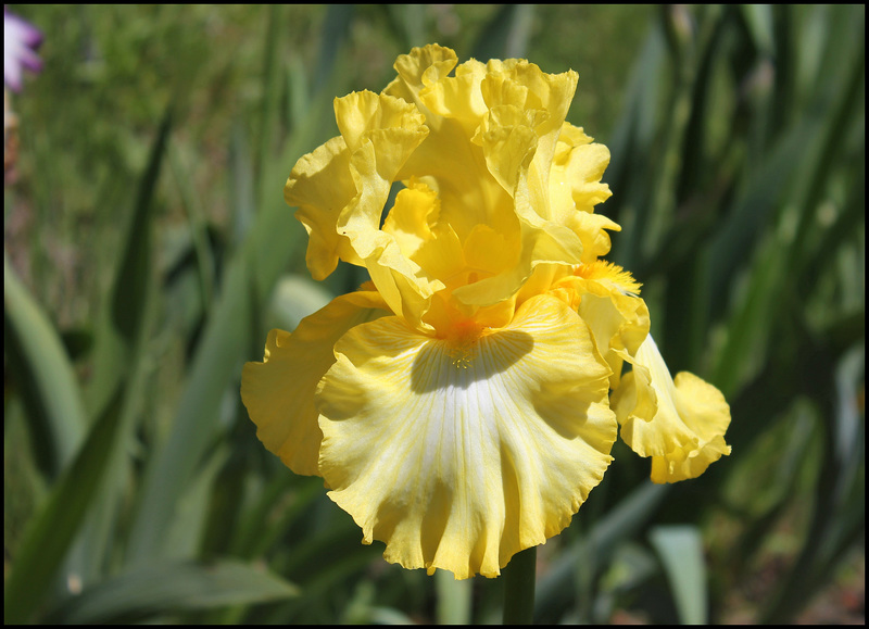iris Magical Moonlight (4)