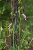 Cleistesiopsis divaricata (Large Rosebud orchid)