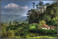 Tea Plantations, India