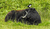 20190613 5151CPw [R~GB] Wasserbüffel, Elster, Wales
