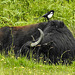 20190613 5151CPw [R~GB] Wasserbüffel, Elster, Wales