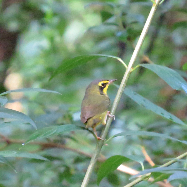 Kentucky warbler