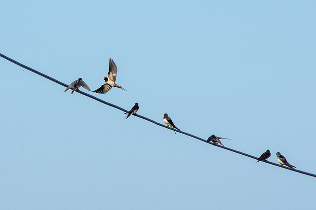 Swallows ( 20 seen)