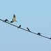 Swallows ( 20 seen)