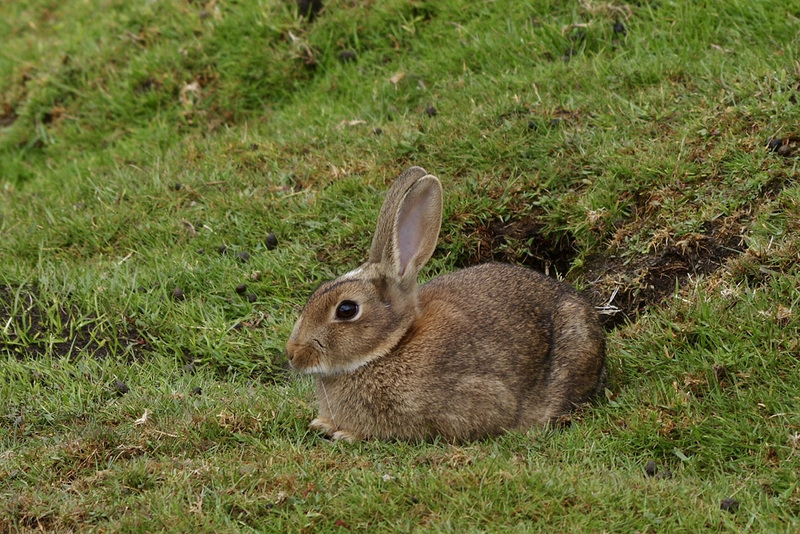 Rabbit