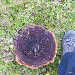 Dyer's Polypore